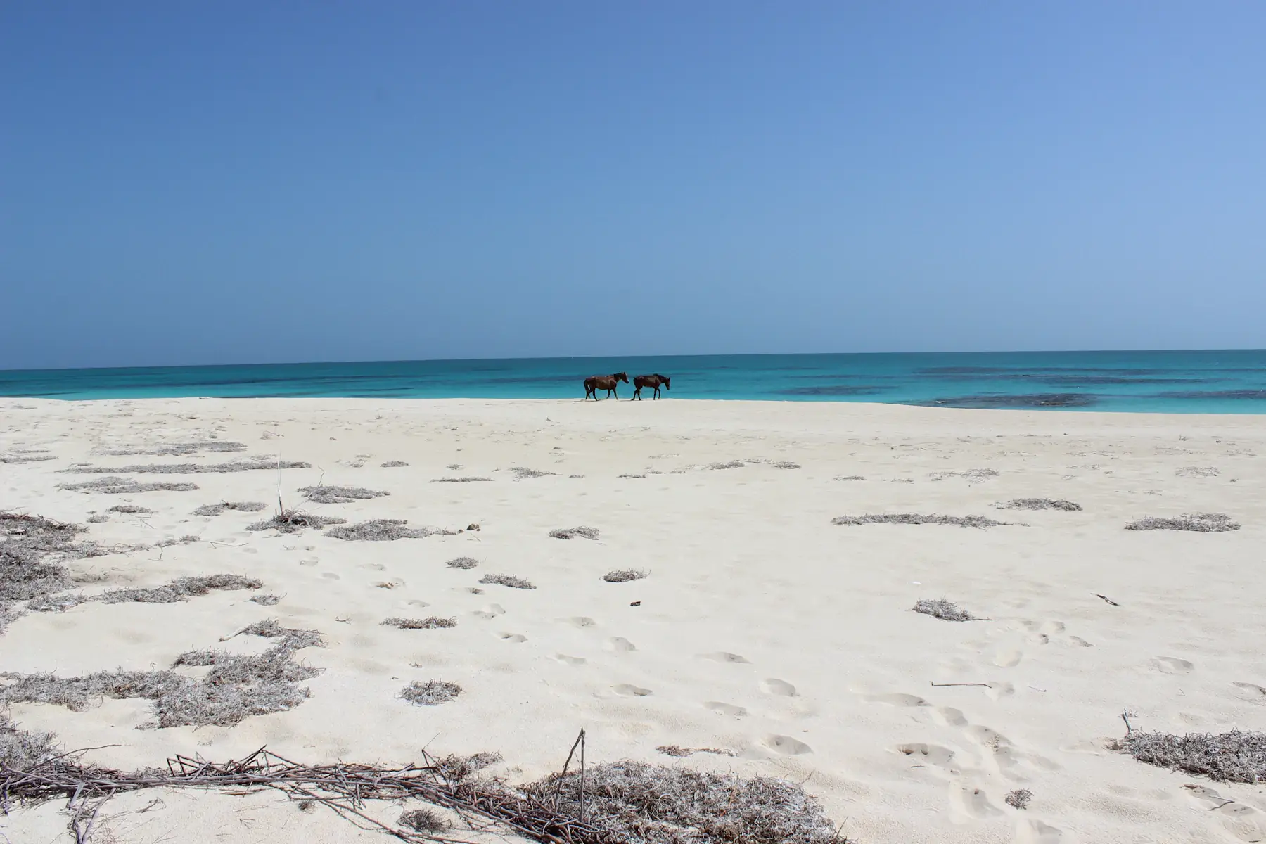Paarden in de verte op een wit strand aan turquoise water op Barbuda