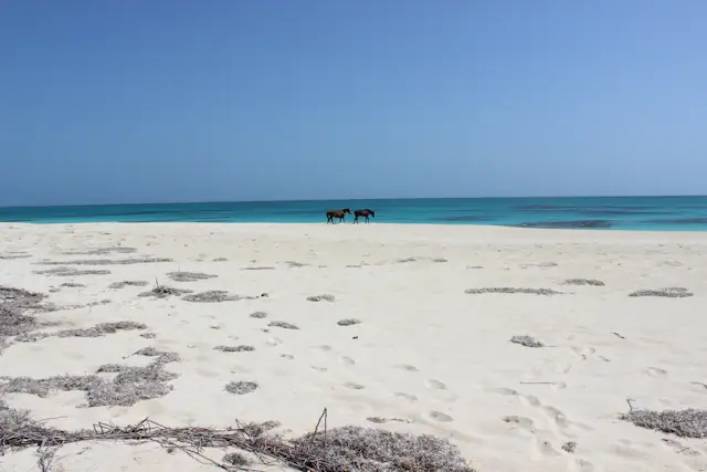 Horses in the distance on a white beach beside turquoise water in Barbuda