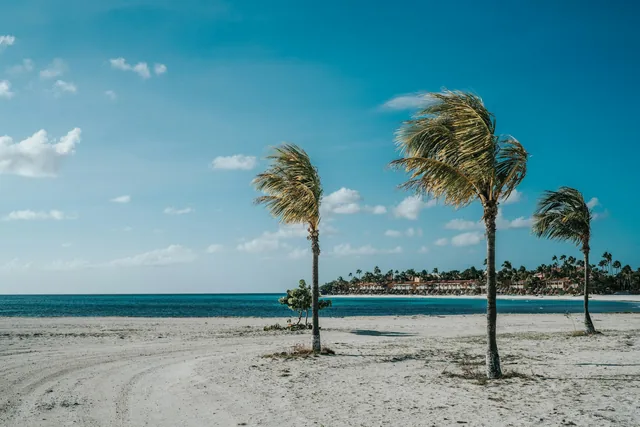 Palm trees behind the sand at Eagle Beach on Aruba