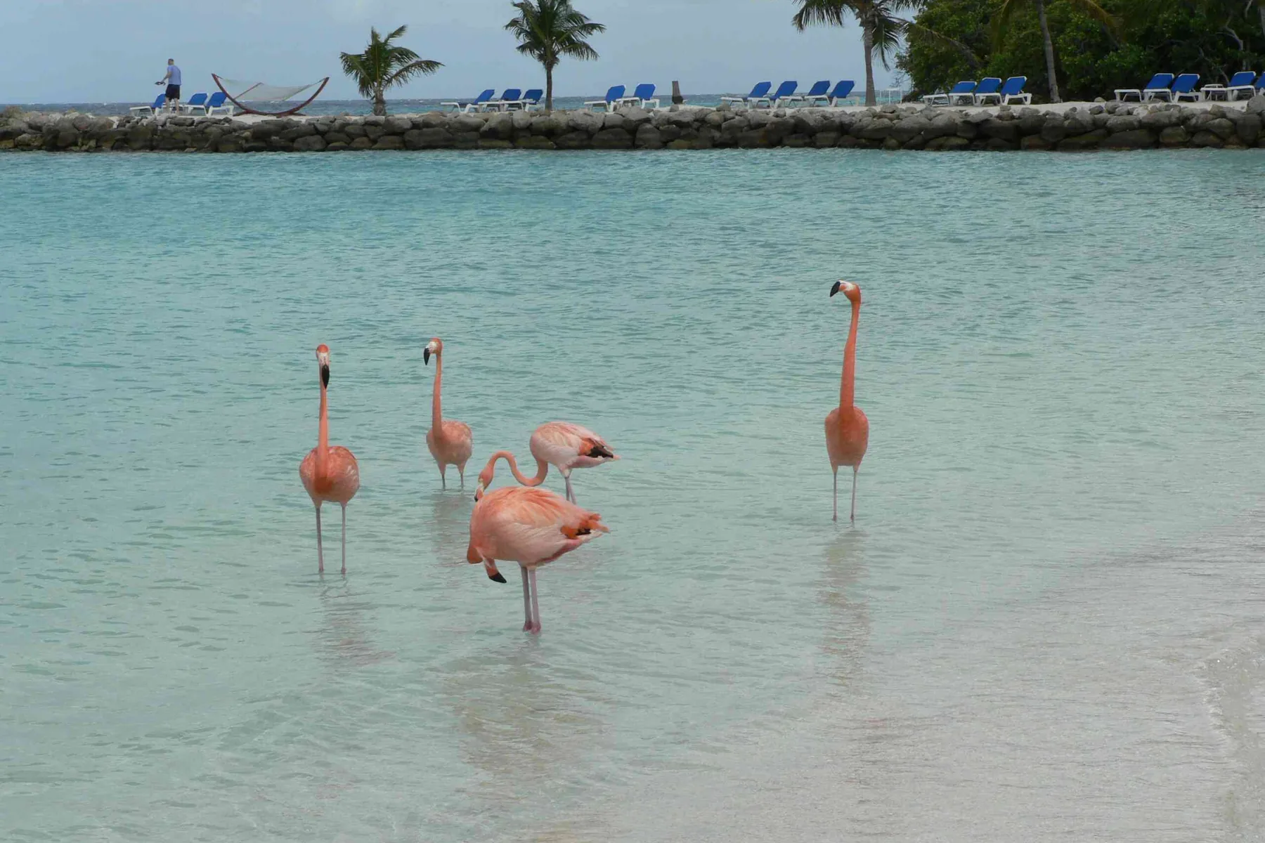 Flamingo’s in het ondiepe water op Renaissance Island, Aruba.