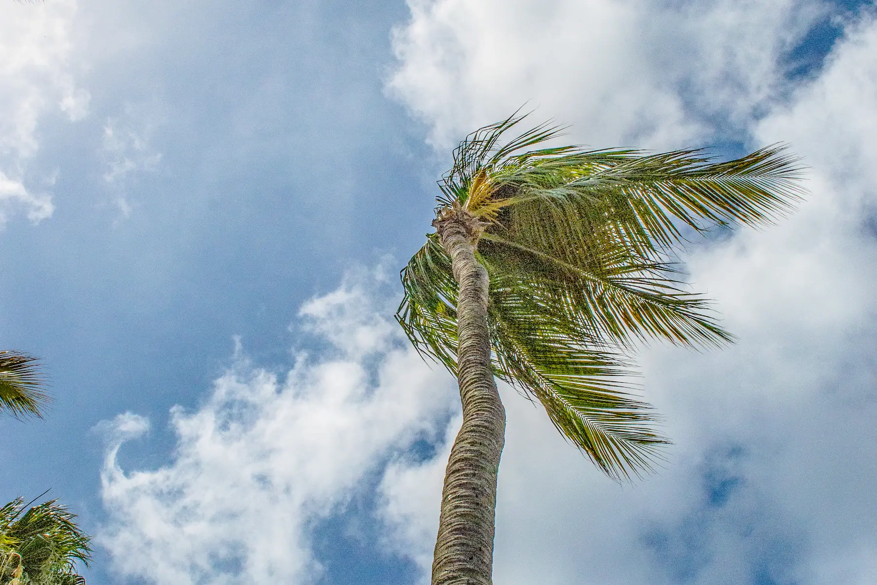 Wind bends a palm tree beneath passing clouds in Aruba