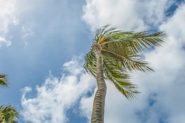 Wind bends a palm tree beneath passing clouds in Aruba