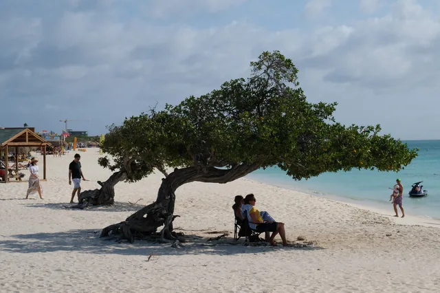 A fofoti tree on Eagle Beach, Aruba.