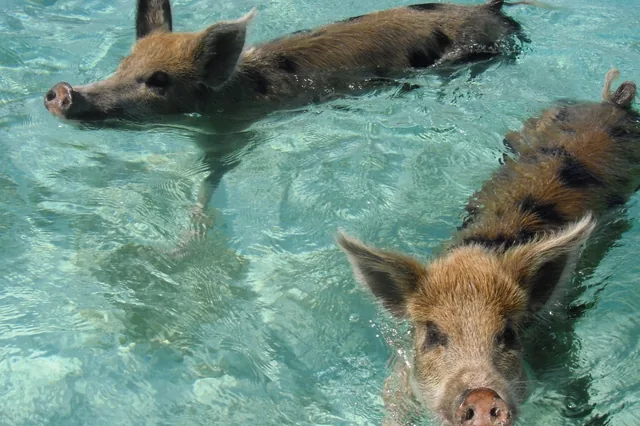 Pigs swimming in the clear water of the Exumas, Bahamas.