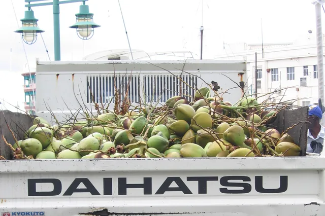 Fresh coconuts in Bridgetown, Barbados.