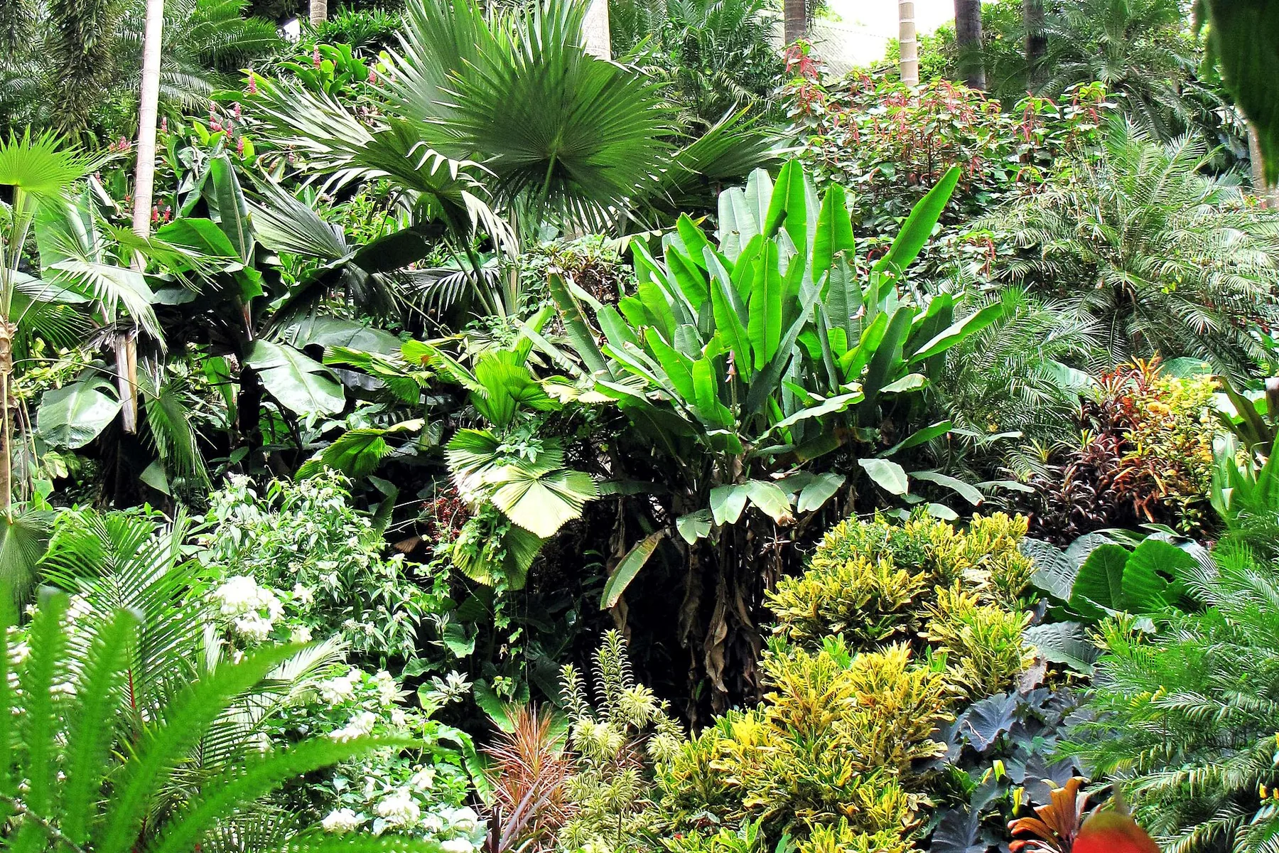 Lush tropical plants in Hunte’s Gardens, Barbados.
