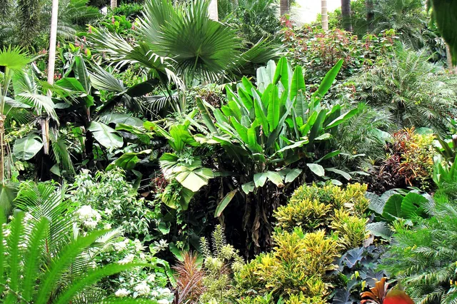 Lush tropical plants in Hunte’s Gardens, Barbados.