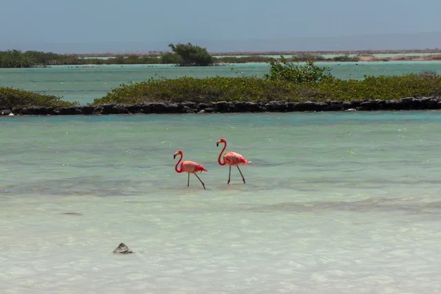 Flamingos standing in shallow water on Bonaire