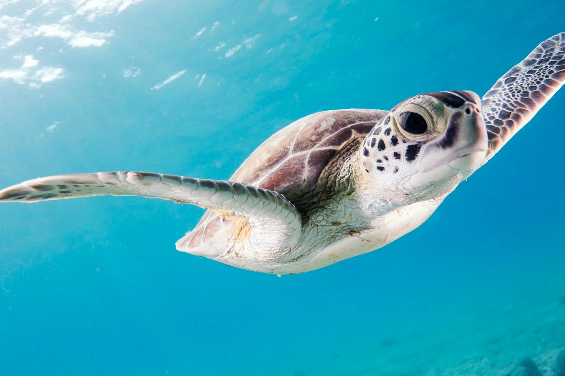 Een zeeschildpad vlak onder het wateroppervlak bij Bonaire
