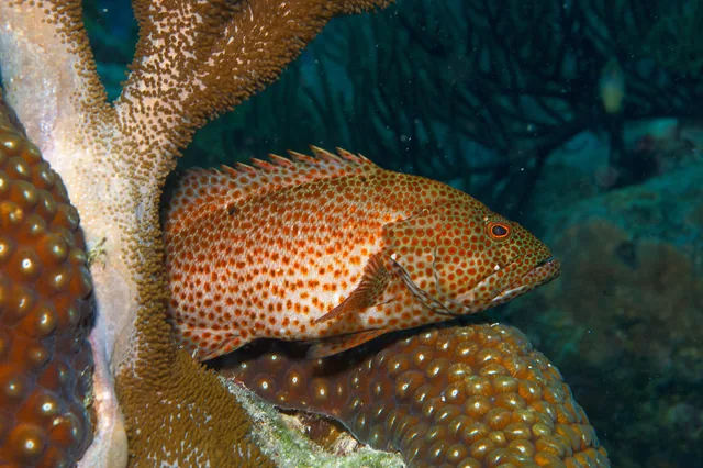 A graysby among the coral at Andrea II reef, Bonaire.