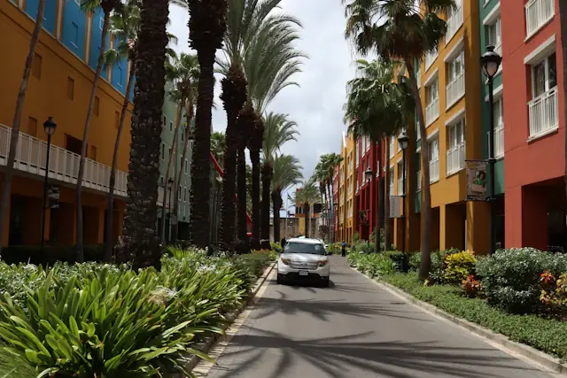 A car on a palm-lined street between colourful buildings in Willemstad