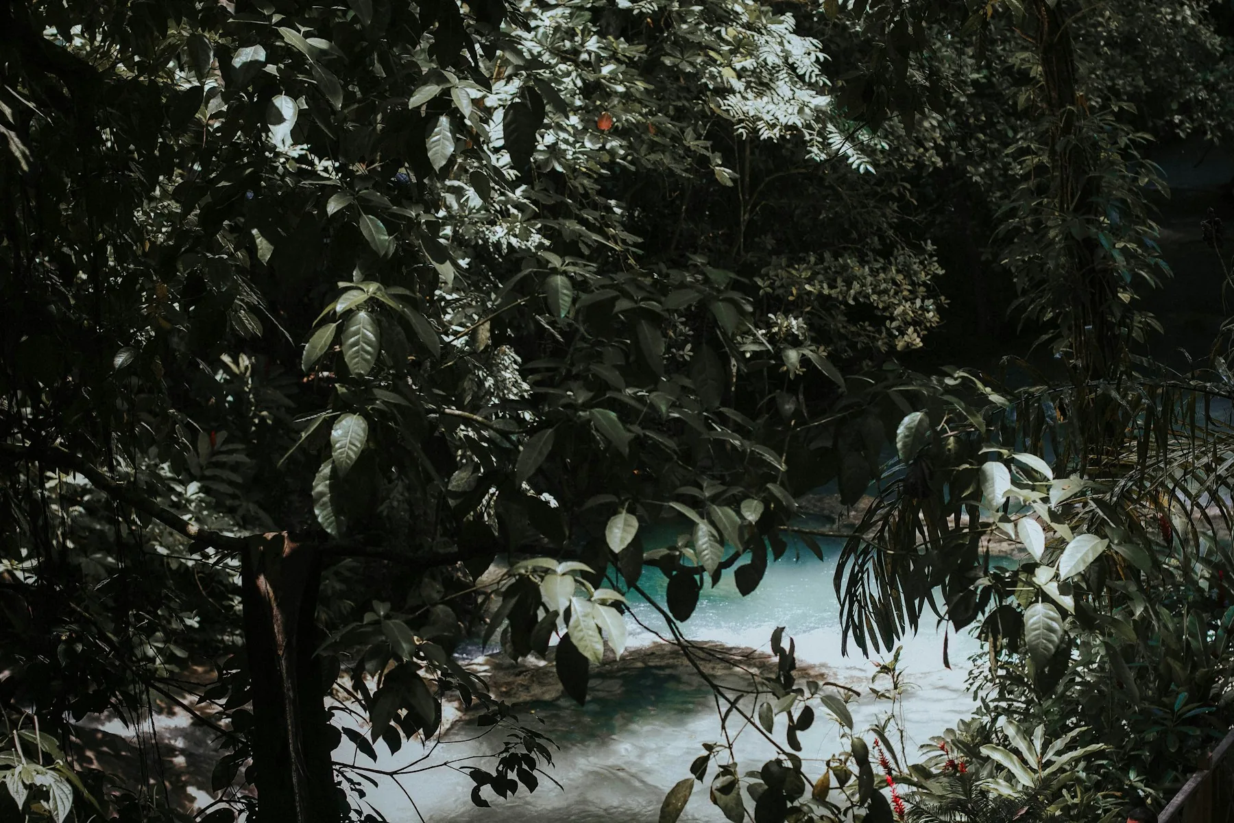 Water tussen bomen bij Dunn’s River Falls and Park op Jamaica